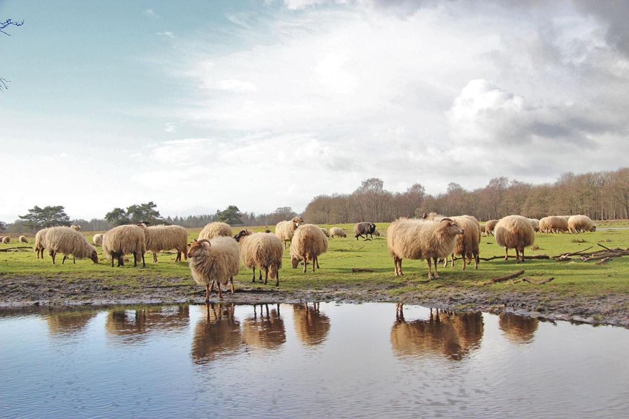 Prive In Een Bosrijke Omgeving Welkom Bij Gastenverblijf Het Ontsnapte Schaap In Jubbega エクステリア 写真